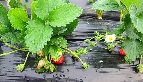 58吃瓜每日大赛 与成熟资讯平台相比