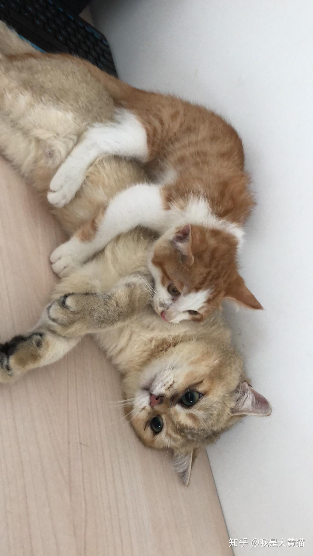 97精品伊人久久久大香线蕉 伊人往往被误解为普通水果