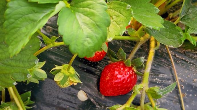 keykeykiyomi视频 视频我非常乐意为你提供帮助