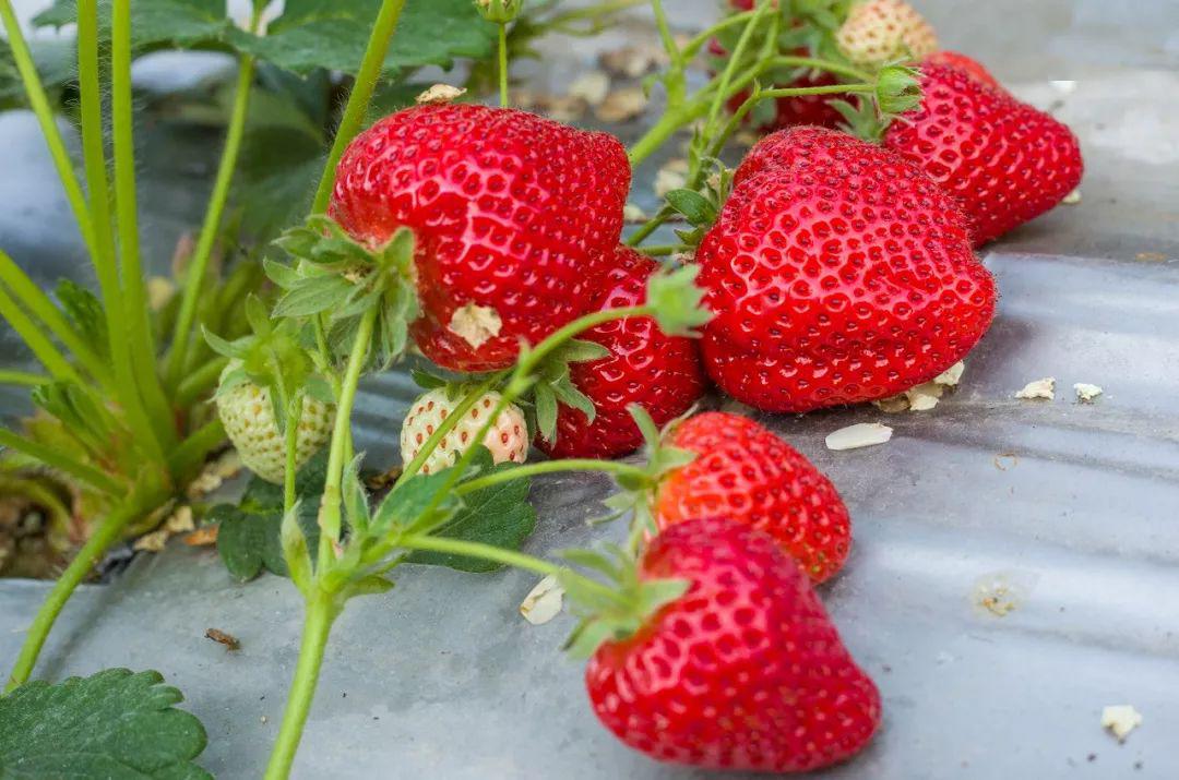 精品久久久久久久久免费麻豆国产 让“麻豆”形象更加鲜活可亲